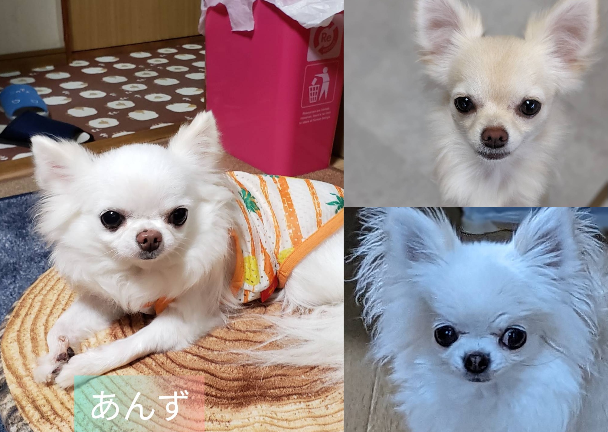 あんずちゃん もこちゃん ゆづちゃん