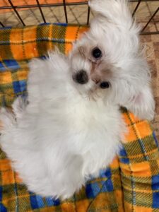 ロコアちゃんbefore