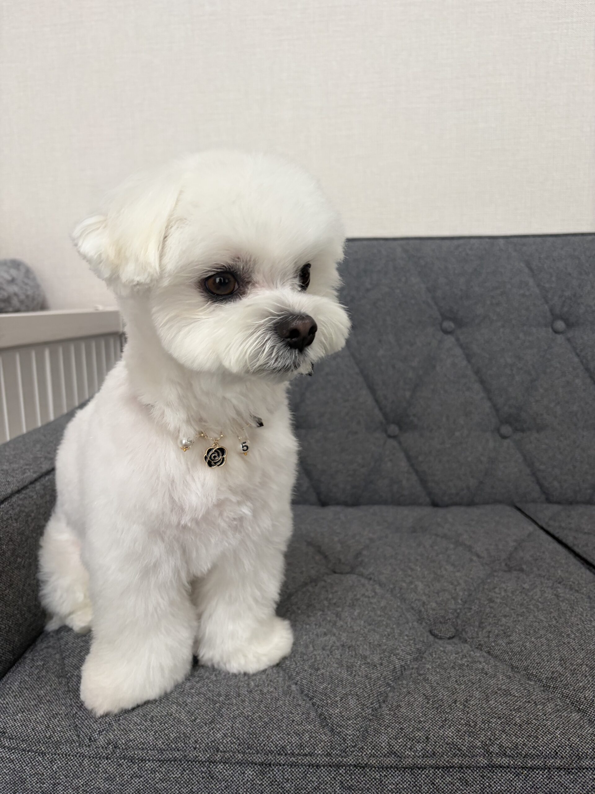 ポポくん after
