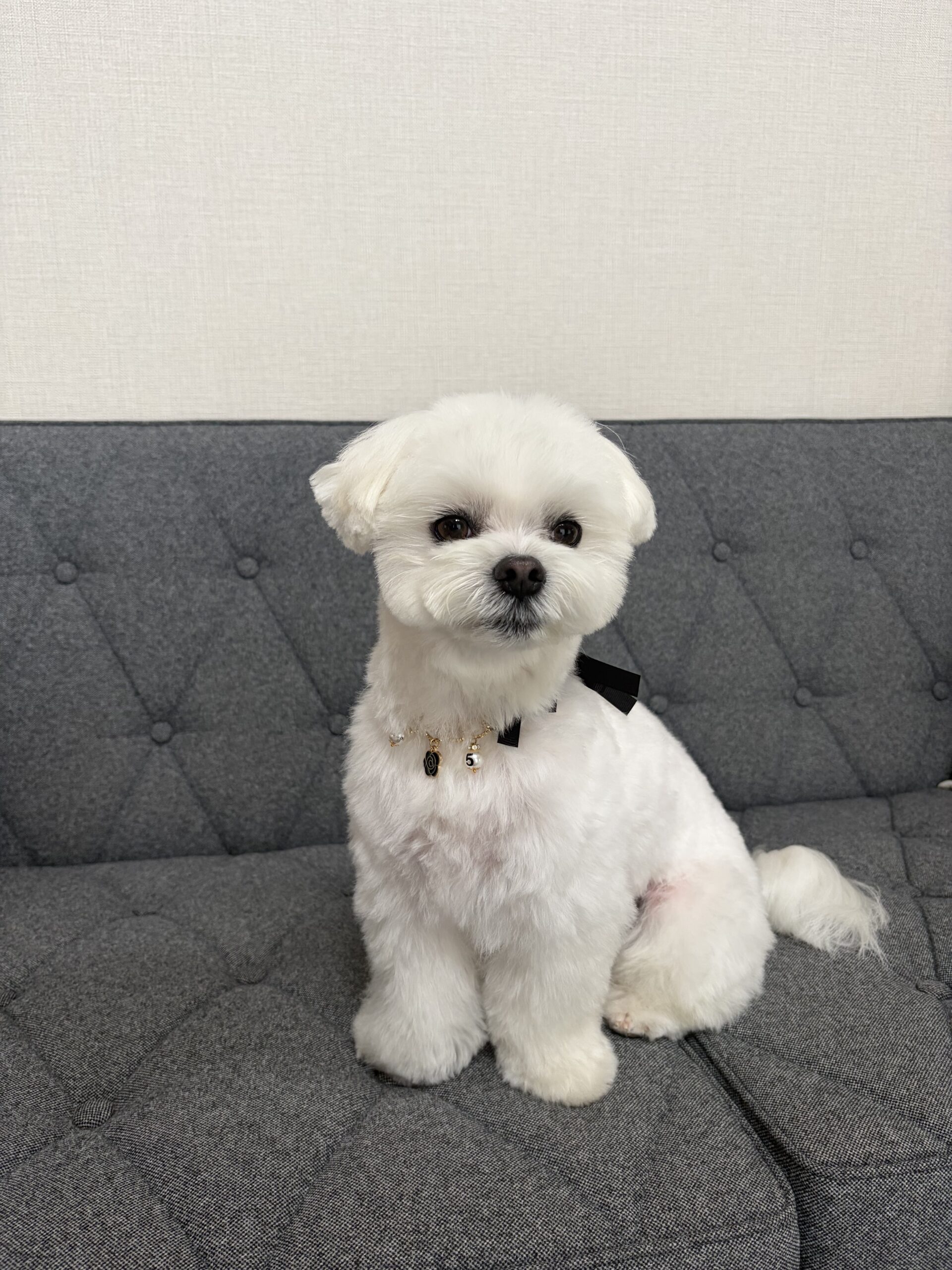 ポポくん