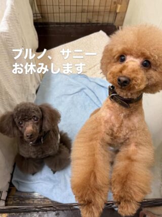 乳酸菌生成エキス配合無添加ドッグフードのOffice Buran